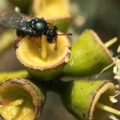 Sericophorus sp. (genus) (Sand wasp) at Acton, ACT - 17 Mar 2020 by PeterA