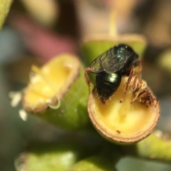 Sericophorus sp. (genus) at Acton, ACT - 17 Mar 2020