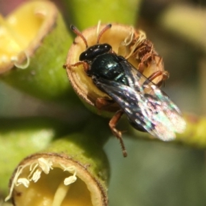 Sericophorus sp. (genus) at Acton, ACT - 17 Mar 2020