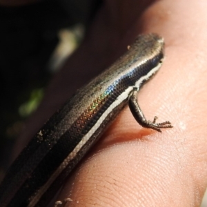 Morethia boulengeri at Yarralumla, ACT - 15 Mar 2020