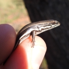 Morethia boulengeri (Boulenger's Skink) at Stirling Park - 14 Mar 2020 by HelenCross