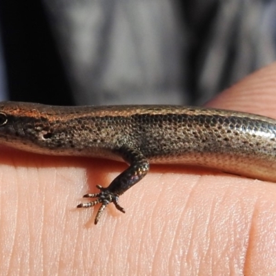 Lampropholis delicata (Delicate Skink) at Stirling Park - 14 Mar 2020 by HelenCross