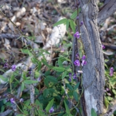 Glycine clandestina (Twining Glycine) at Hughes Grassy Woodland - 17 Mar 2020 by JackyF