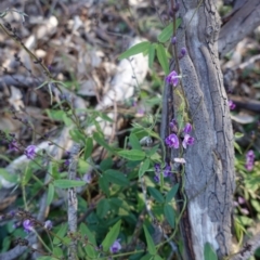 Glycine clandestina (Twining Glycine) at GG229 - 17 Mar 2020 by JackyF