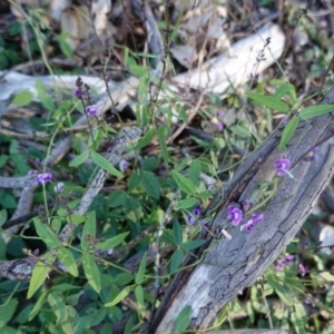 Glycine clandestina at Hughes, ACT - 17 Mar 2020