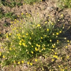 Calotis lappulacea (Yellow Burr Daisy) at Deakin, ACT - 17 Mar 2020 by JackyF