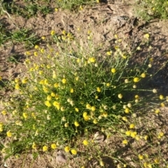 Calotis lappulacea (Yellow burr daisy) at Deakin, ACT - 17 Mar 2020 by JackyF