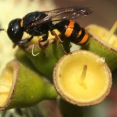 Williamsita sp. (genus) at Acton, ACT - 17 Mar 2020 by PeterA