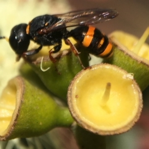 Williamsita sp. (genus) at ANBG - 17 Mar 2020