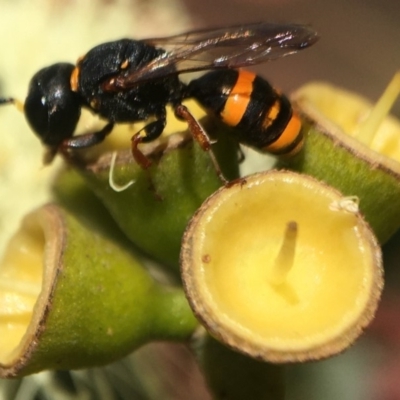 Williamsita sp. (genus) at ANBG - 17 Mar 2020 by PeterA