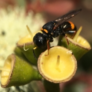 Williamsita sp. (genus) at ANBG - 17 Mar 2020