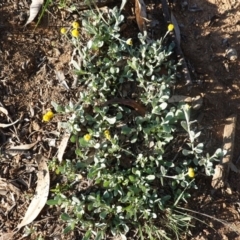 Chrysocephalum apiculatum (Common Everlasting) at Red Hill to Yarralumla Creek - 17 Mar 2020 by JackyF