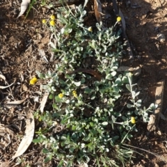 Chrysocephalum apiculatum (Common Everlasting) at Deakin, ACT - 17 Mar 2020 by JackyF