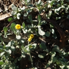 Chrysocephalum apiculatum at Deakin, ACT - 17 Mar 2020