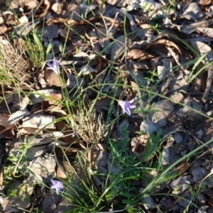 Wahlenbergia sp. at Deakin, ACT - 17 Mar 2020