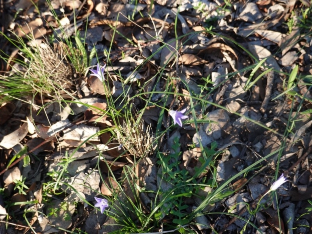 Wahlenbergia sp. at Deakin, ACT - 17 Mar 2020