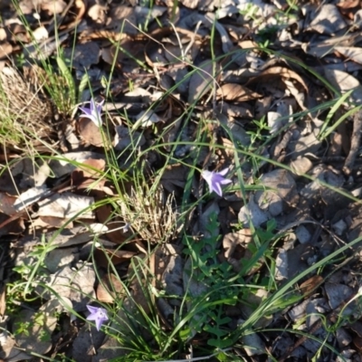 Wahlenbergia sp. (Bluebell) at Deakin, ACT - 17 Mar 2020 by JackyF