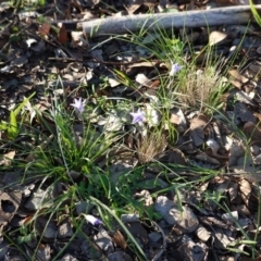 Wahlenbergia sp. at Deakin, ACT - 17 Mar 2020