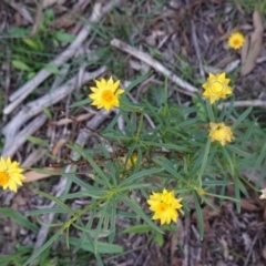 Xerochrysum viscosum (Sticky Everlasting) at Hughes, ACT - 17 Mar 2020 by JackyF