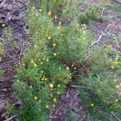 Xerochrysum viscosum at Hughes, ACT - 17 Mar 2020