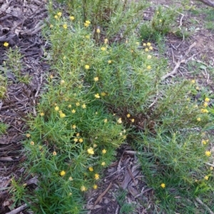 Xerochrysum viscosum at Hughes, ACT - 17 Mar 2020