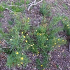 Xerochrysum viscosum at Hughes, ACT - 17 Mar 2020