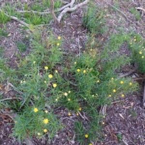 Xerochrysum viscosum at Hughes, ACT - 17 Mar 2020