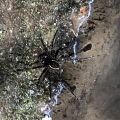 Dolomedes (genus) (Fishing spider) at Wattamolla, NSW - 17 Mar 2020 by WattaWanderer