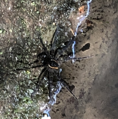 Dolomedes sp. (genus) (Fishing spider) at Wattamolla, NSW - 17 Mar 2020 by WattaWanderer
