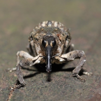 Eutyrhinus meditabundus (Weevil) at Acton, ACT - 15 Mar 2020 by TimL