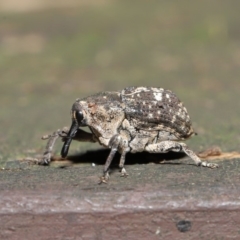 Eutyrhinus meditabundus at Acton, ACT - 15 Mar 2020 12:47 PM