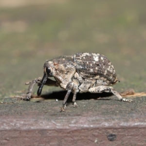 Eutyrhinus meditabundus at Acton, ACT - 15 Mar 2020