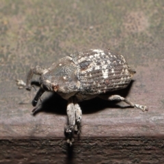 Eutyrhinus meditabundus at Acton, ACT - 15 Mar 2020