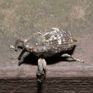 Eutyrhinus meditabundus at Acton, ACT - 15 Mar 2020 12:47 PM