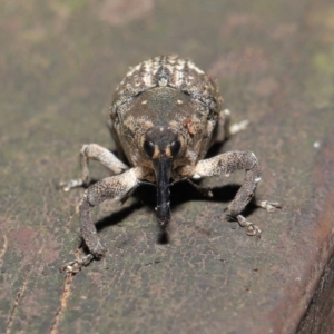 Eutyrhinus meditabundus at Acton, ACT - 15 Mar 2020 12:47 PM