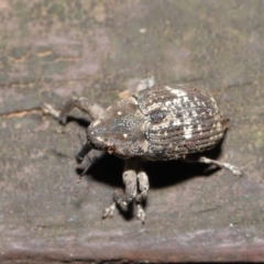 Eutyrhinus meditabundus at Acton, ACT - 15 Mar 2020