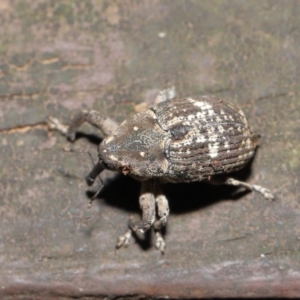 Eutyrhinus meditabundus at Acton, ACT - 15 Mar 2020 12:47 PM