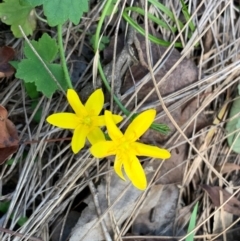 Hypoxis hygrometrica var. hygrometrica (Golden Weather-grass) at Quaama, NSW - 17 Mar 2020 by FionaG