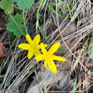 Hypoxis hygrometrica var. hygrometrica at Quaama, NSW - 17 Mar 2020