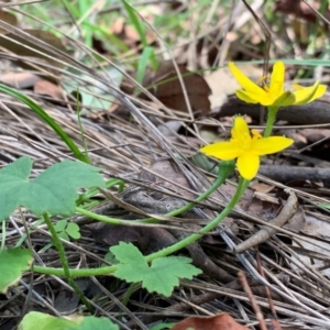 Hypoxis hygrometrica var. hygrometrica at Quaama, NSW - 17 Mar 2020