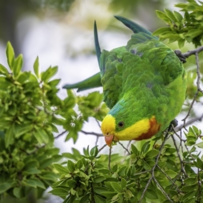 Polytelis swainsonii (Superb Parrot) at Watson, ACT - 15 Mar 2020 by mattjfitzgerald