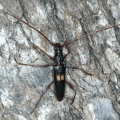 Epithora dorsalis (Longicorn Beetle) at Ainslie, ACT - 10 Mar 2020 by jbromilow50