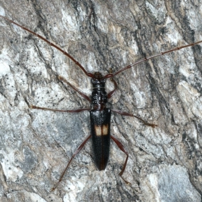 Epithora dorsalis (Longicorn Beetle) at Ainslie, ACT - 10 Mar 2020 by jbromilow50