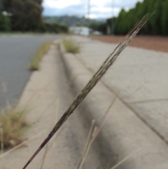 Bothriochloa macra (Red Grass, Red-leg Grass) at Conder, ACT - 7 Mar 2020 by michaelb