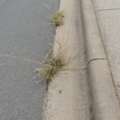 Bothriochloa macra at Conder, ACT - 7 Mar 2020