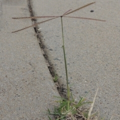 Chloris truncata (Windmill Grass) at Conder, ACT - 7 Mar 2020 by michaelb