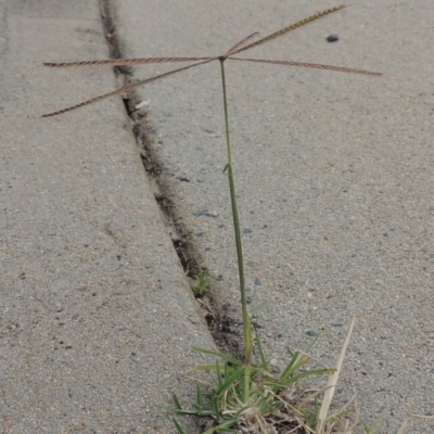 Chloris truncata (Windmill Grass) at Conder, ACT - 7 Mar 2020 by MichaelBedingfield