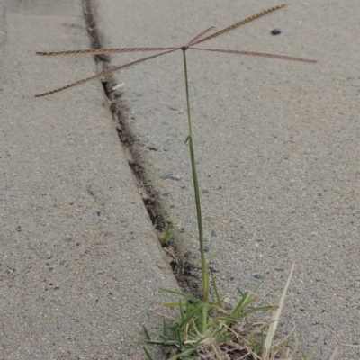 Chloris truncata (Windmill Grass) at Conder, ACT - 7 Mar 2020 by michaelb