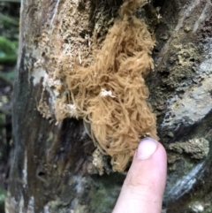 Arcyria sp. (genus) (A slime mould) at Wattamolla, NSW - 17 Mar 2020 by WattaWanderer