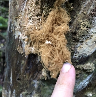 Arcyria sp. (genus) (A slime mould) at Wattamolla, NSW - 17 Mar 2020 by WattaWanderer
